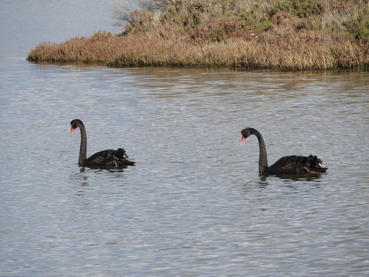 Black Swan - ML622026774