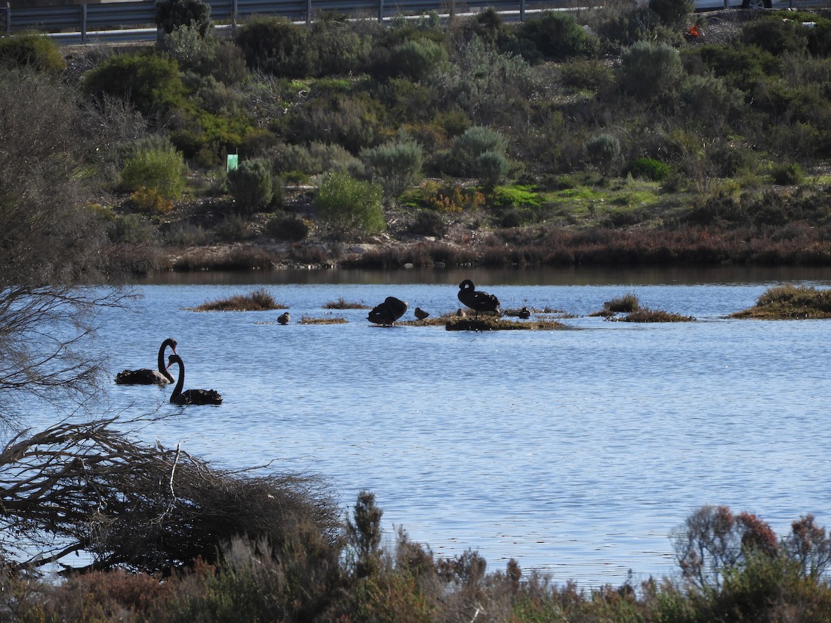 Black Swan - ML622026777