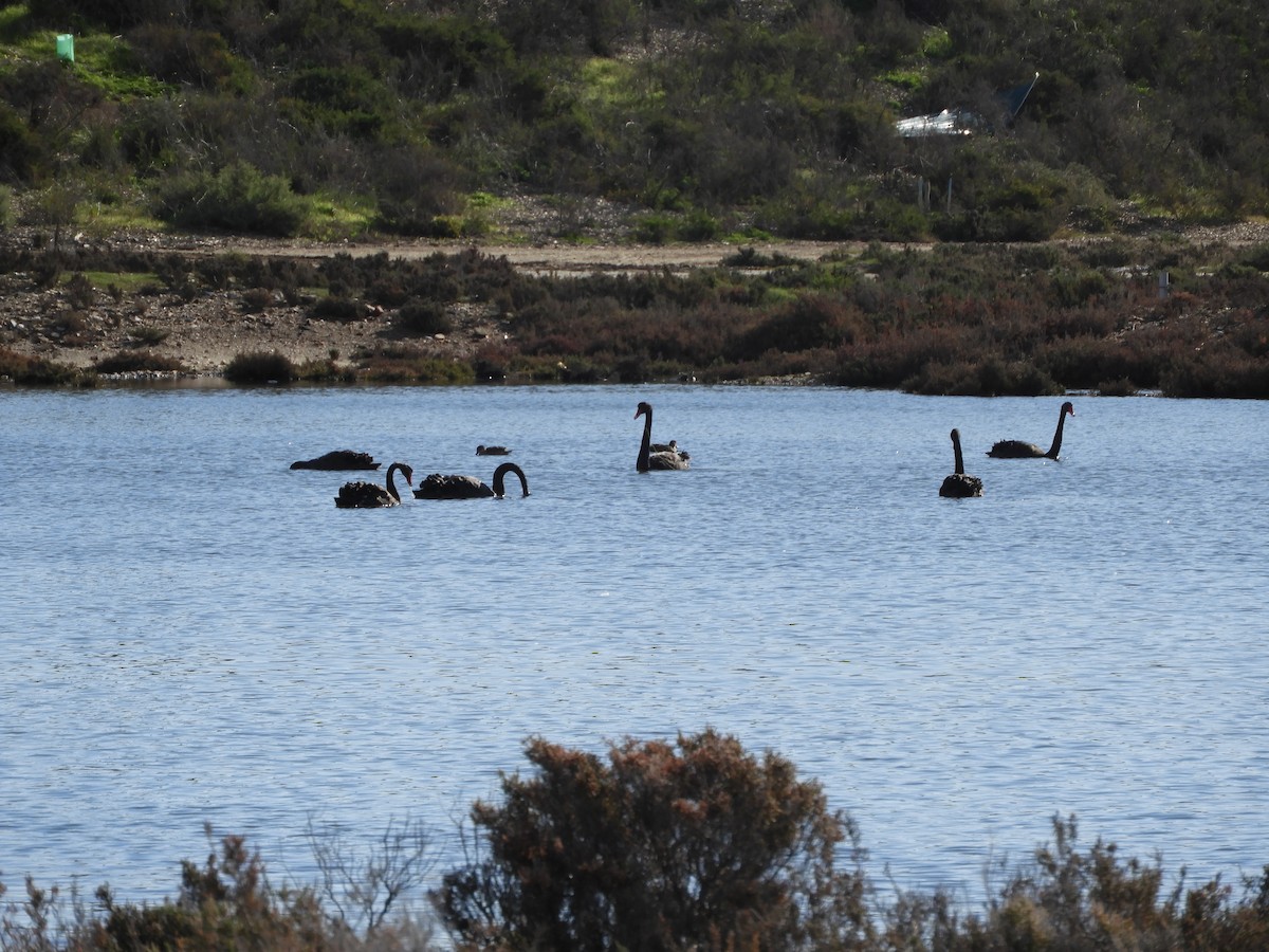 Black Swan - ML622026780