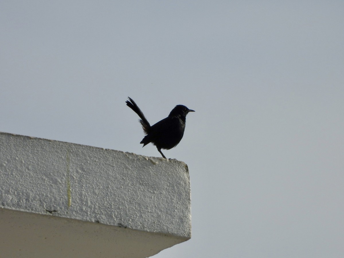 Indian Robin - ML622026783