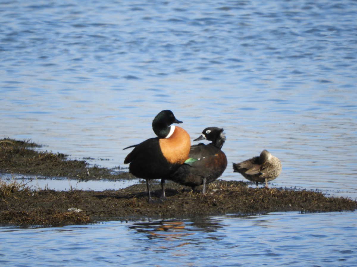 Australian Shelduck - ML622026787