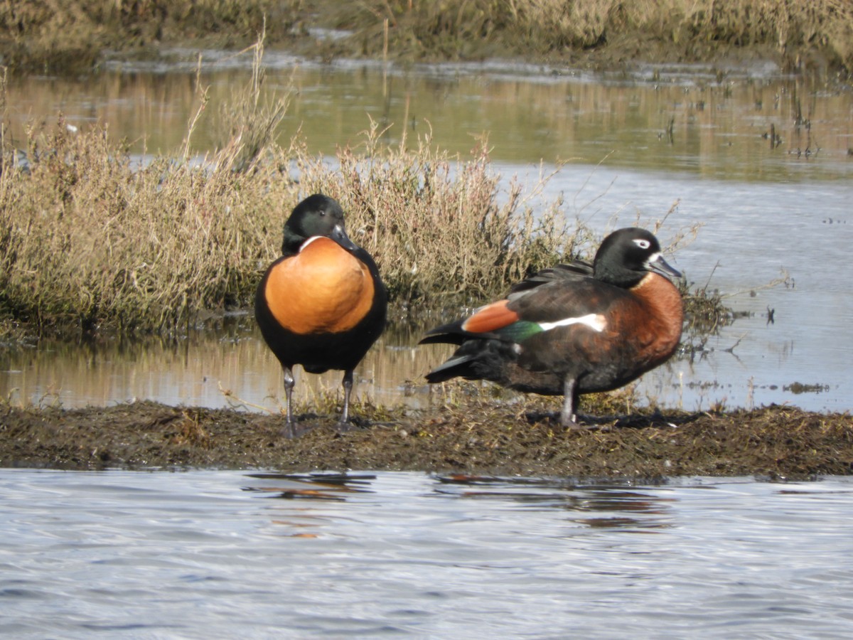 Australian Shelduck - ML622026788