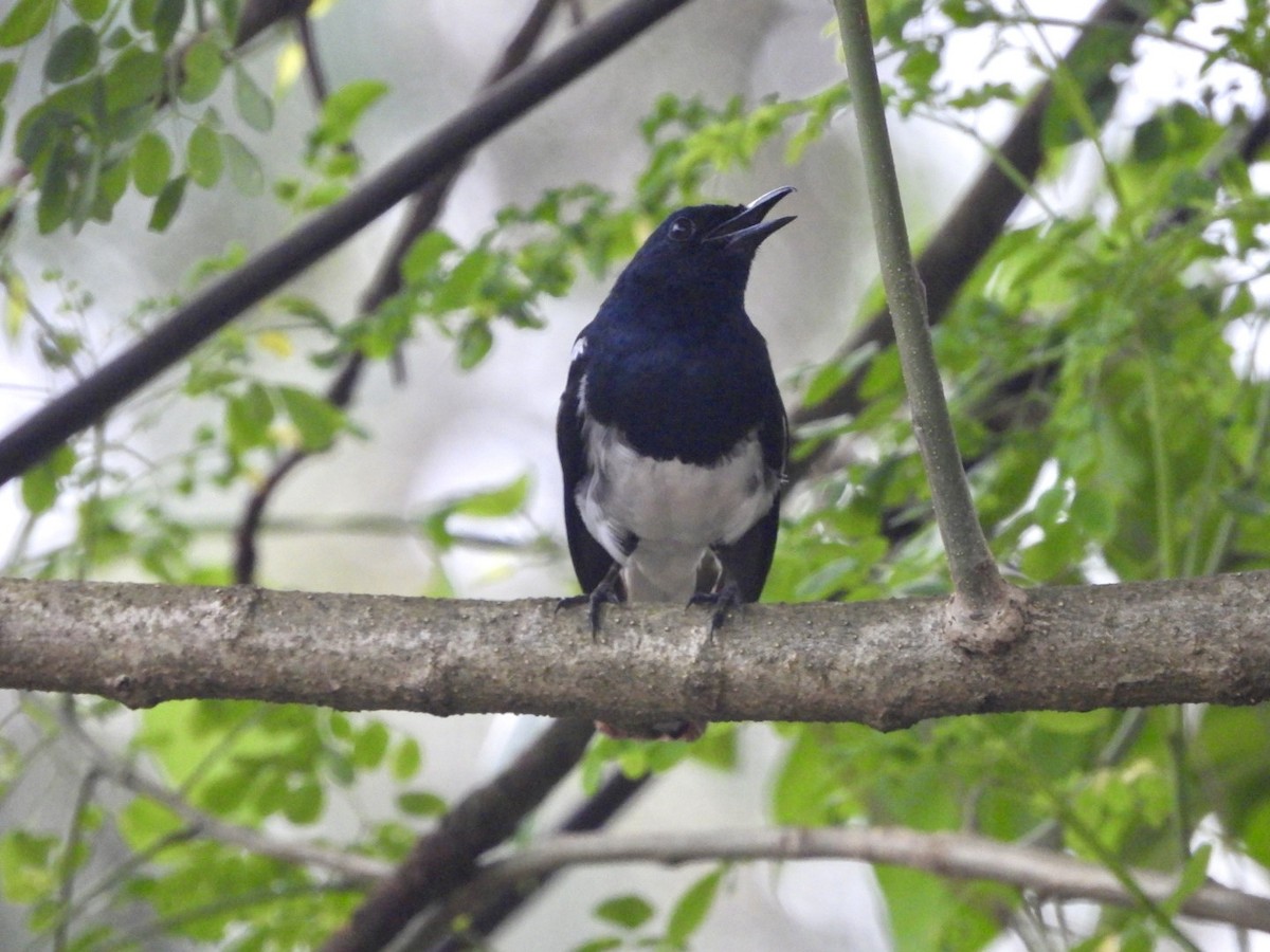 Oriental Magpie-Robin - ML622026790