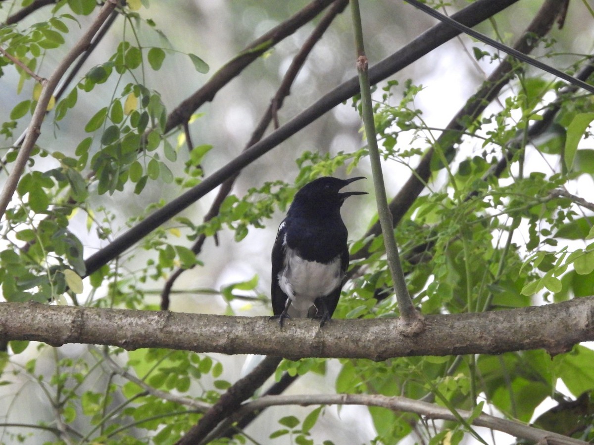 Oriental Magpie-Robin - ML622026791