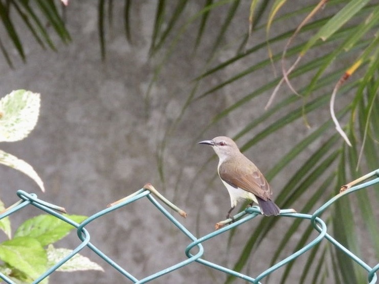 Purple-rumped Sunbird - ML622026795