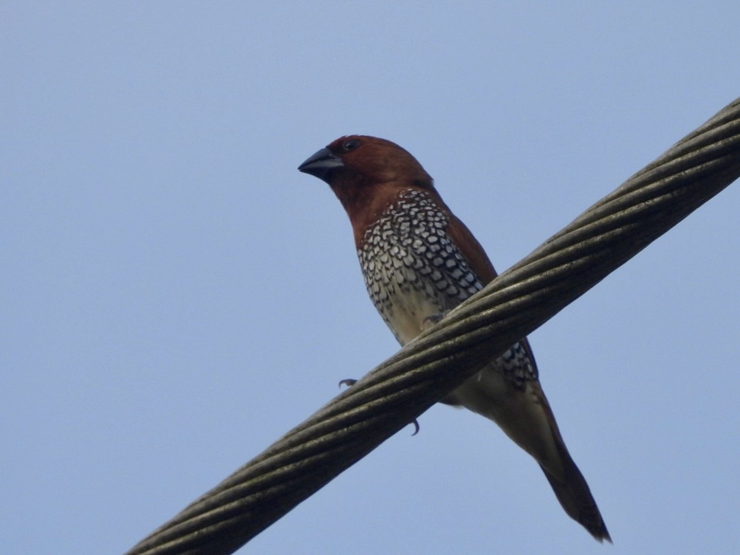 Scaly-breasted Munia - ML622026797