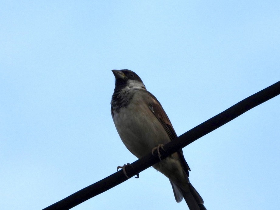 House Sparrow - ML622026800