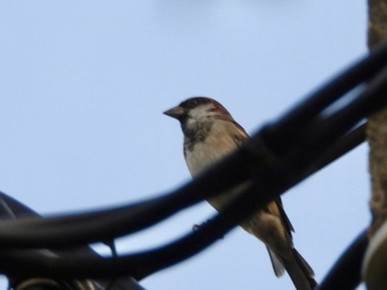 House Sparrow - ML622026801