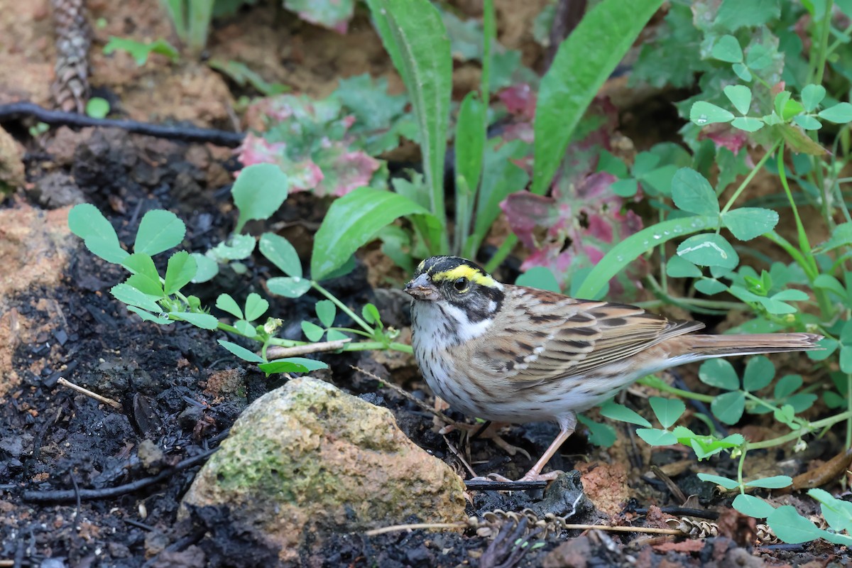 Yellow-browed Bunting - Con-gjie Lin