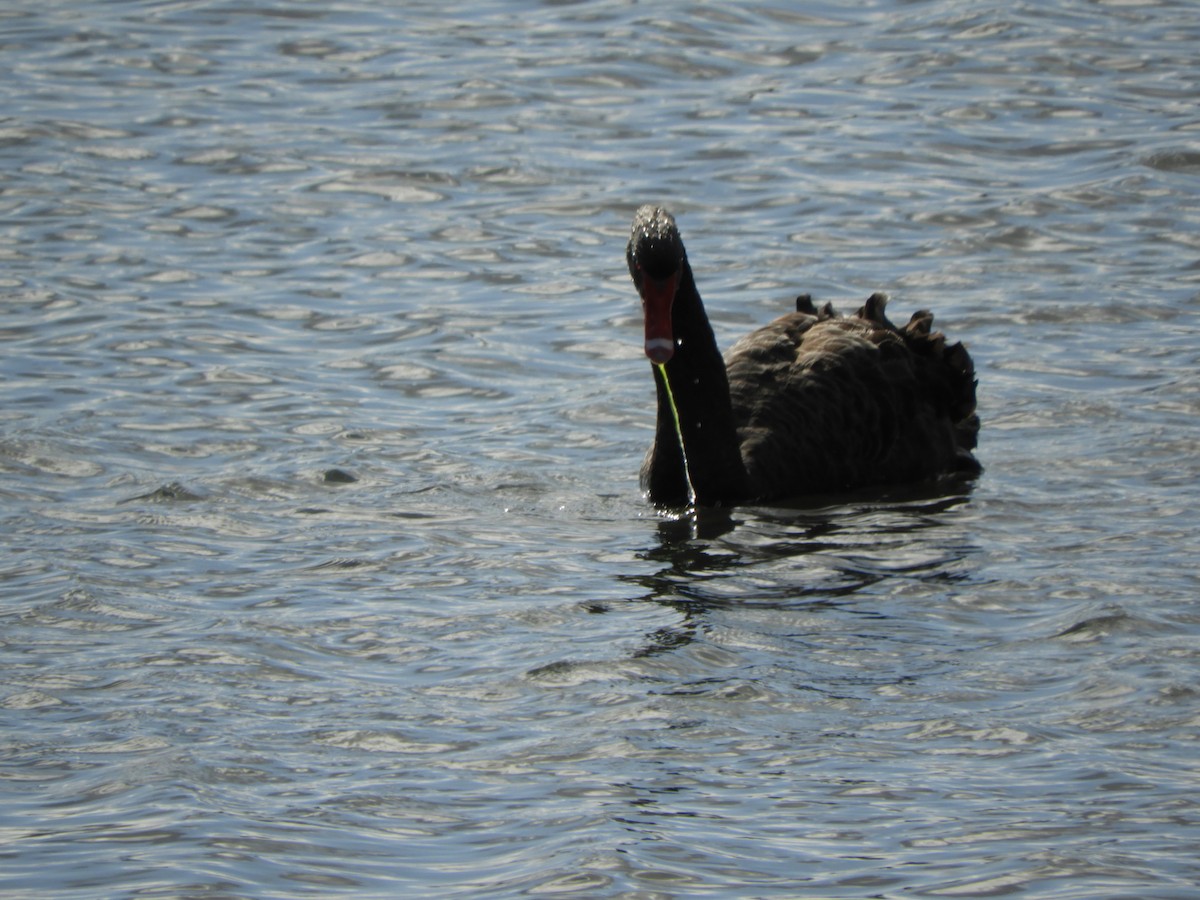 Black Swan - ML622026818