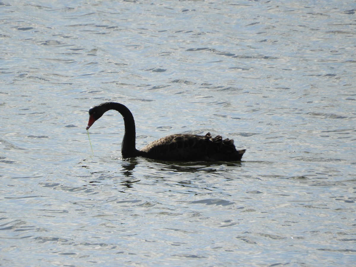 Black Swan - ML622026819
