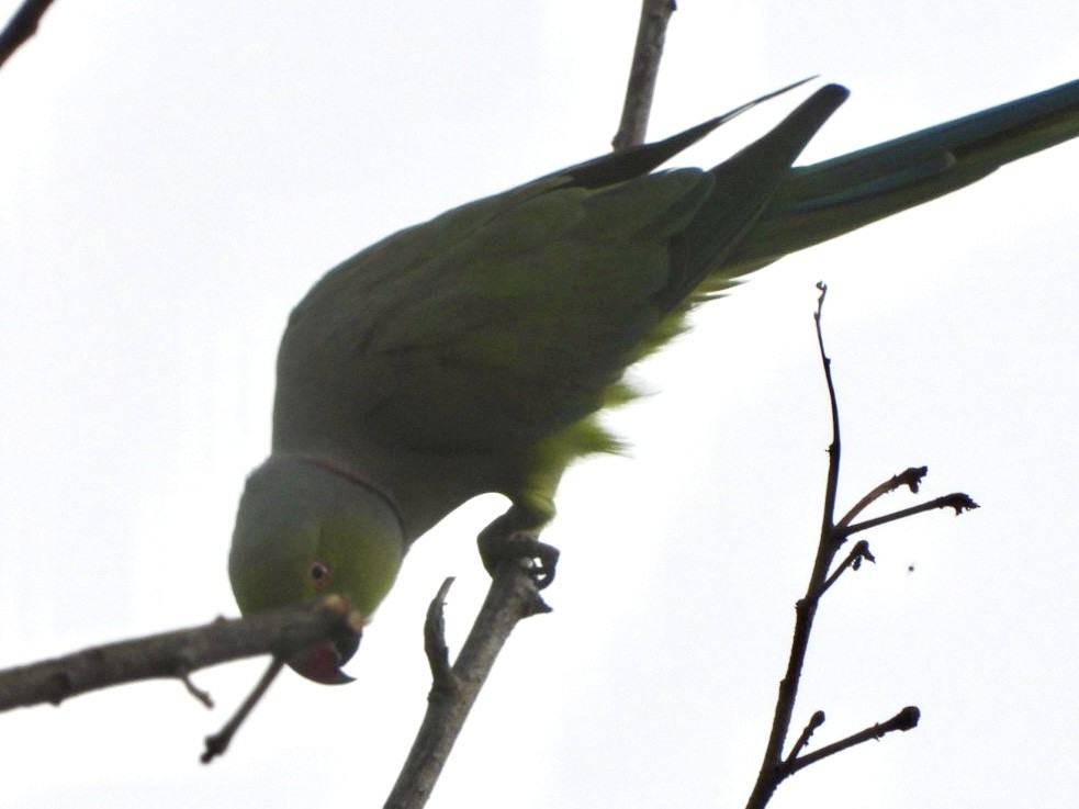 Rose-ringed Parakeet - ML622026820