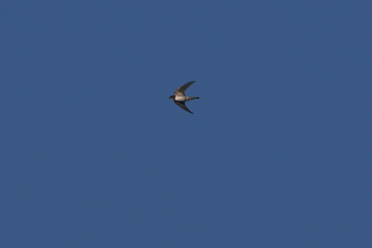 Alpine Swift - ML622026822
