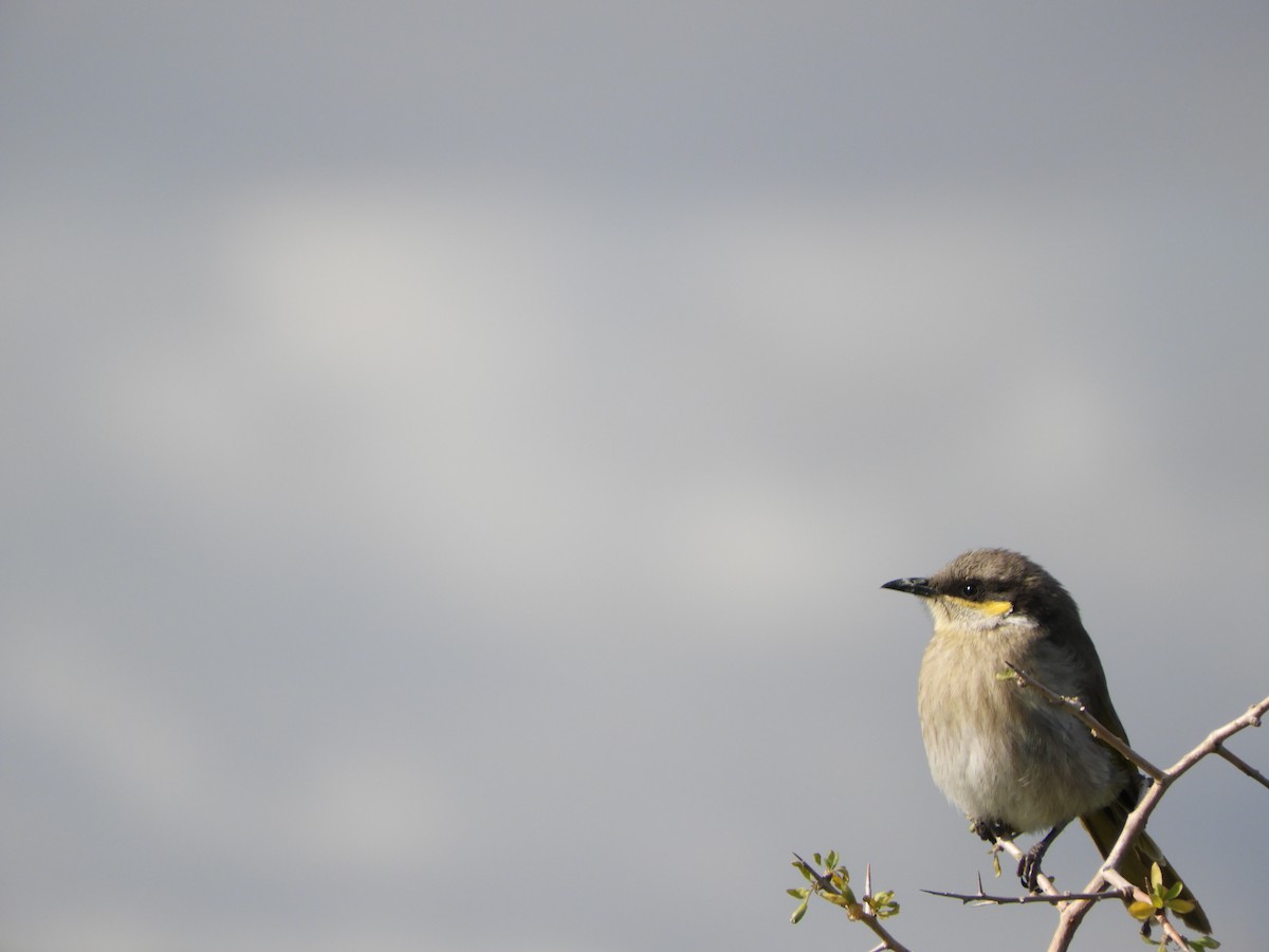 Singing Honeyeater - ML622026832