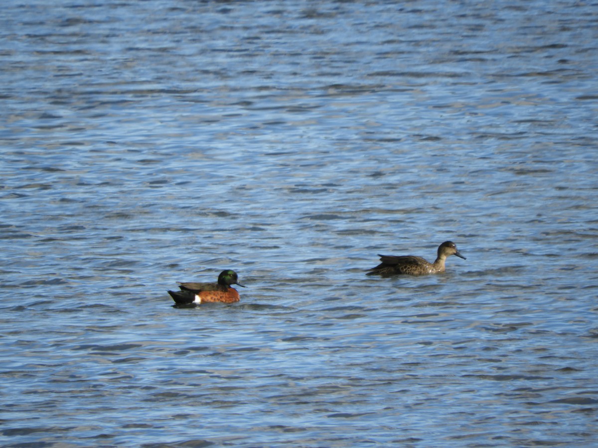 Chestnut Teal - ML622026845