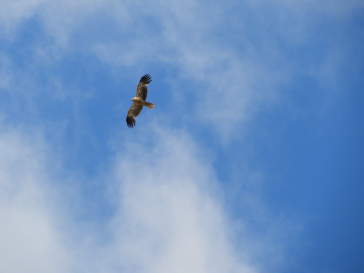 Whistling Kite - ML622026850