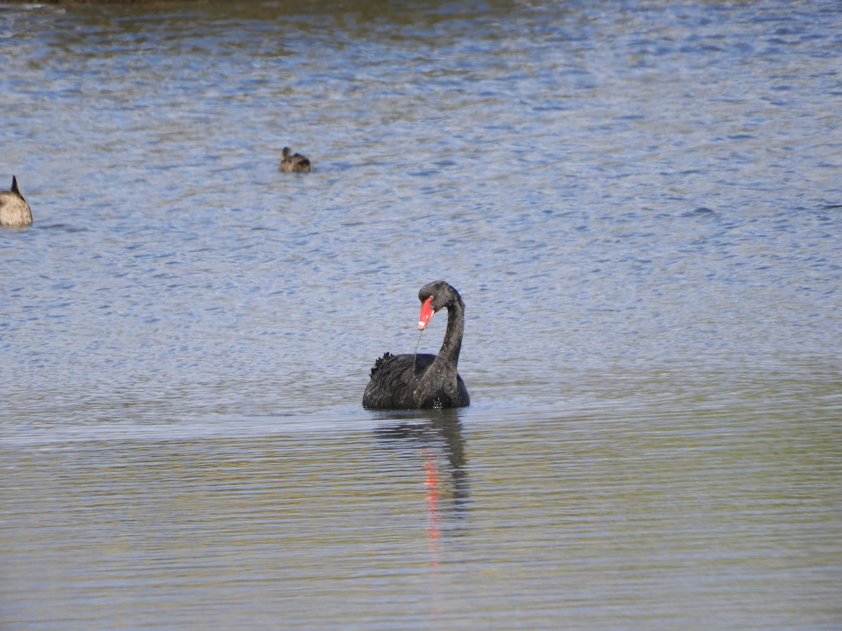 Black Swan - ML622026862