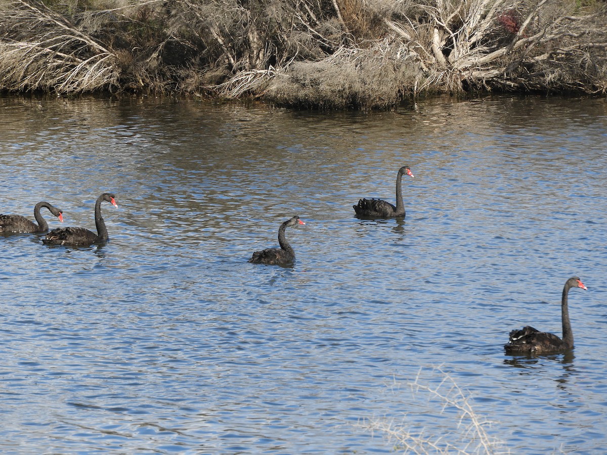 Black Swan - ML622026863