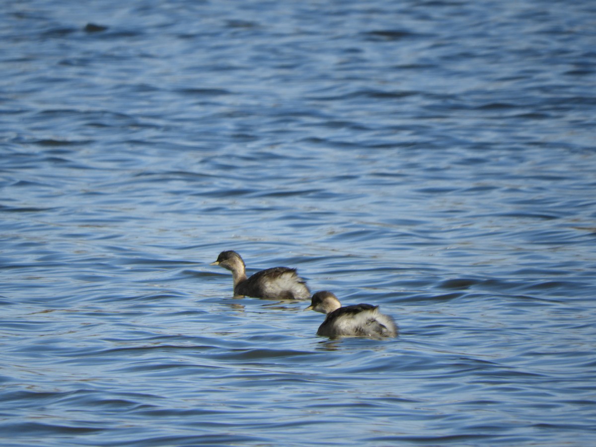 Hoary-headed Grebe - ML622026901
