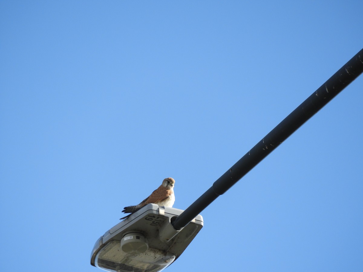 Nankeen Kestrel - ML622026914