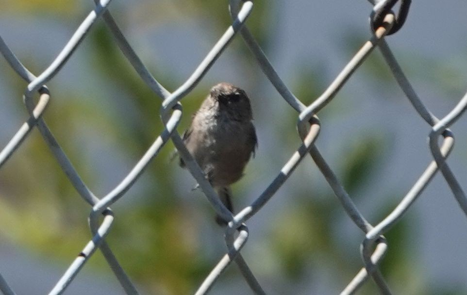 Bushtit - Brad Rumble