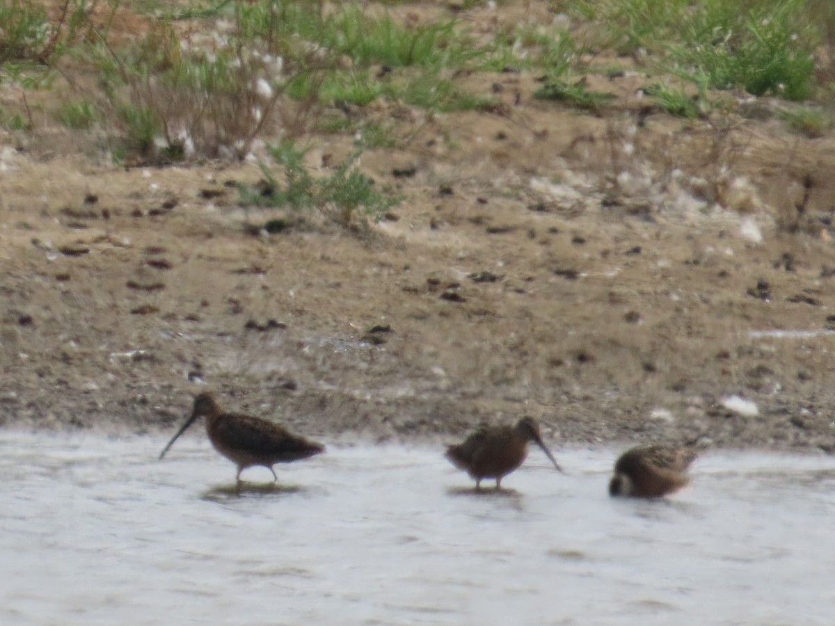Long-billed Dowitcher - ML622027087