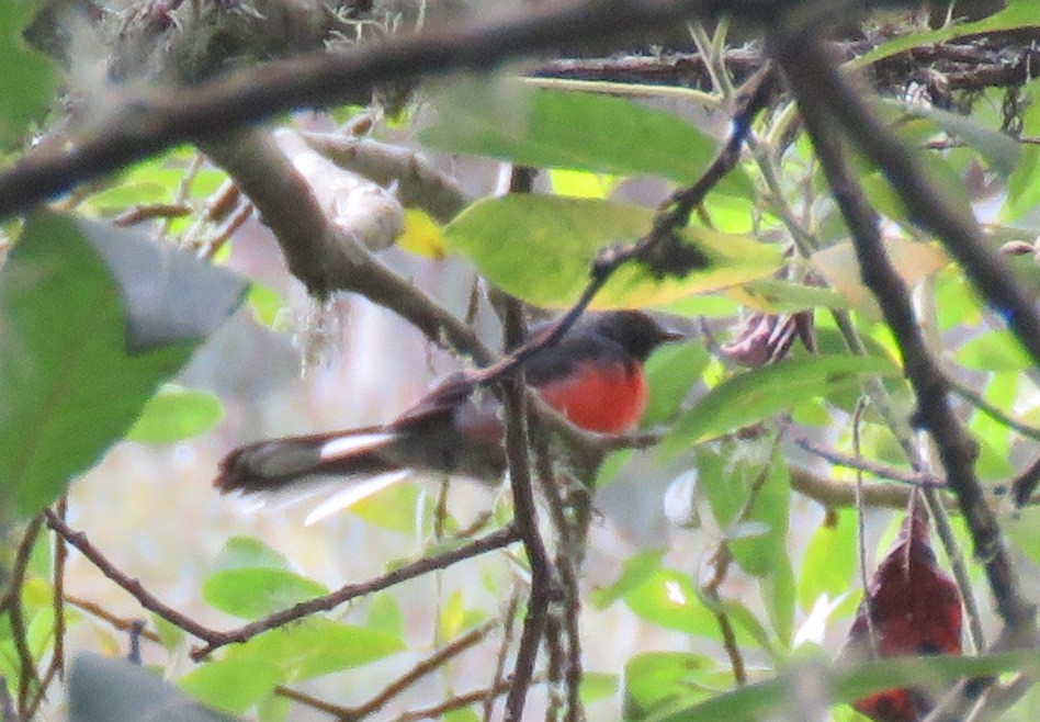 Slate-throated Redstart - David Mostardi