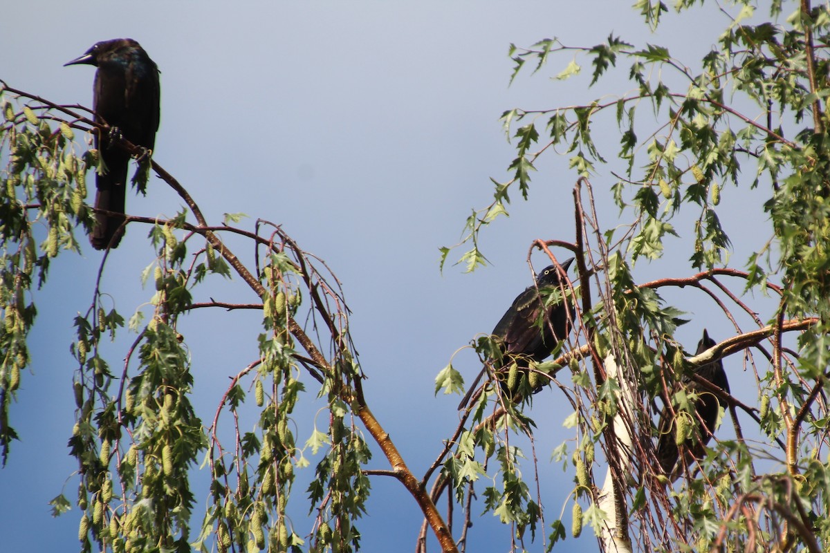 Common Grackle - ML622027199