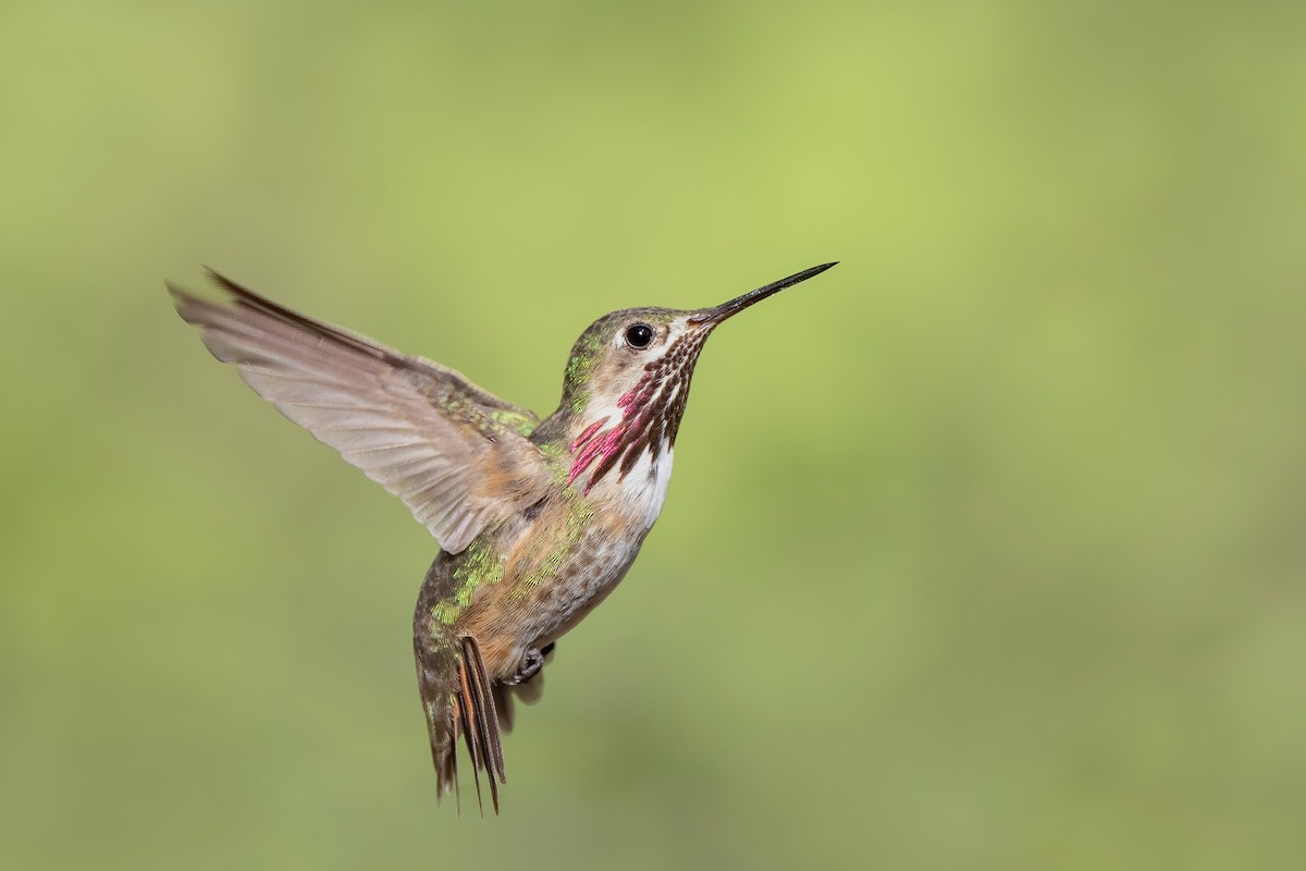 Calliope Hummingbird - ML622027222