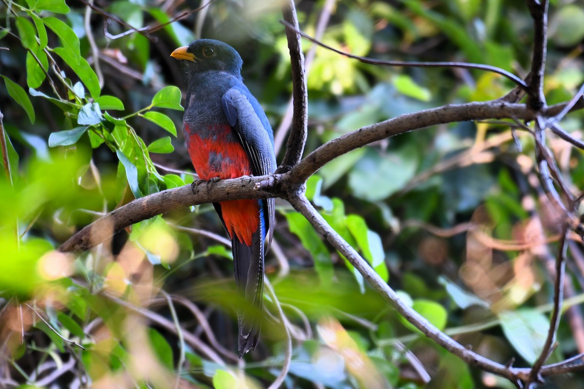 Black-tailed Trogon - ML622027265