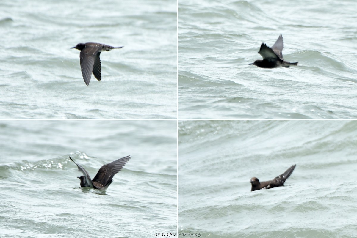 Sooty Tern - ML622027277