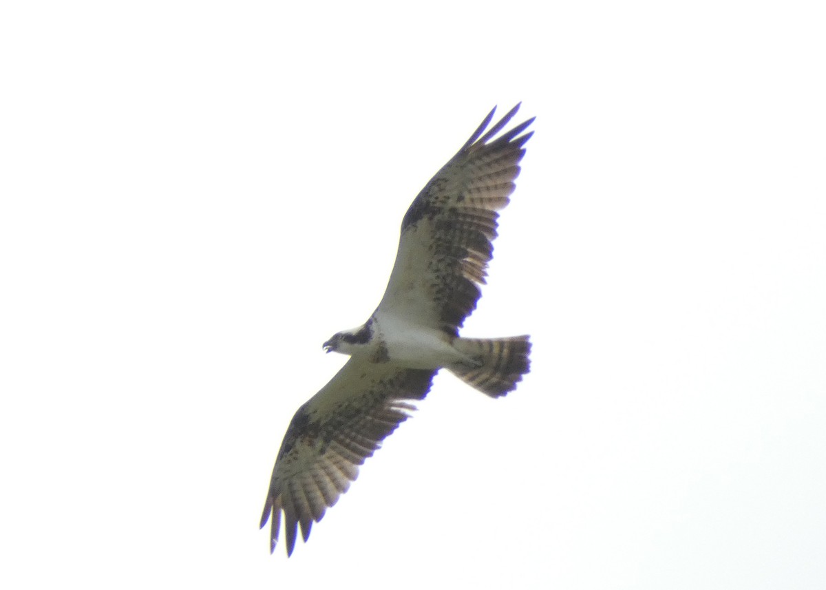 Osprey - ML622027292