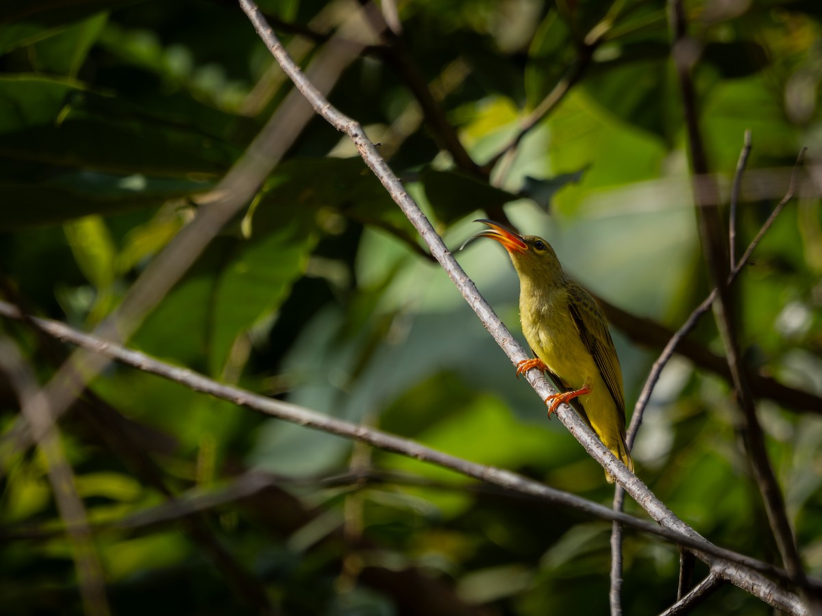 Thick-billed Spiderhunter - ML622027346