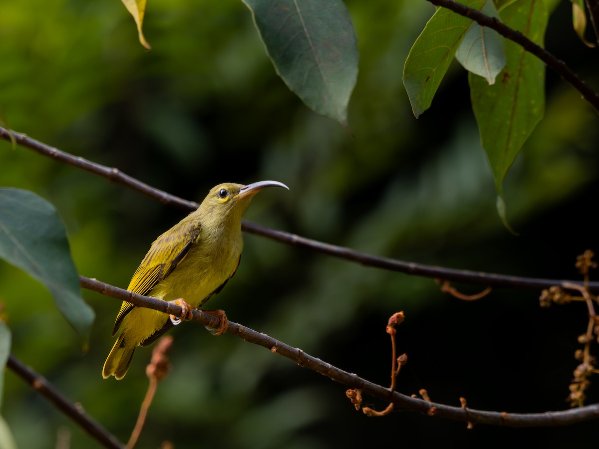 Thick-billed Spiderhunter - ML622027347