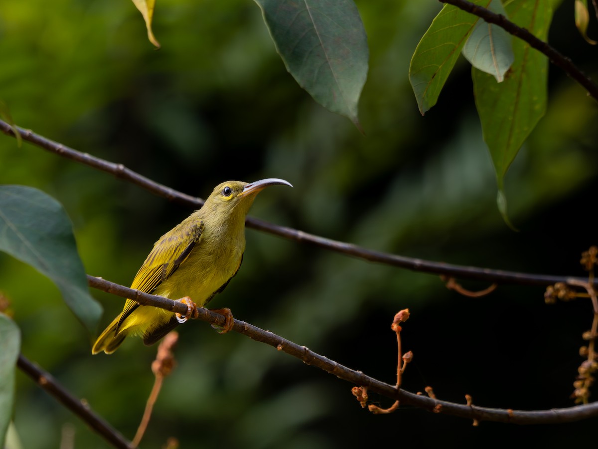 Thick-billed Spiderhunter - ML622027348