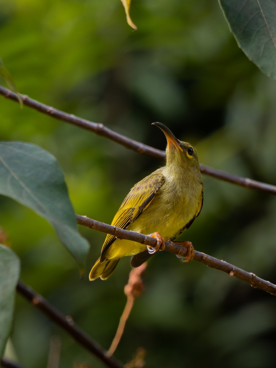 Thick-billed Spiderhunter - ML622027349