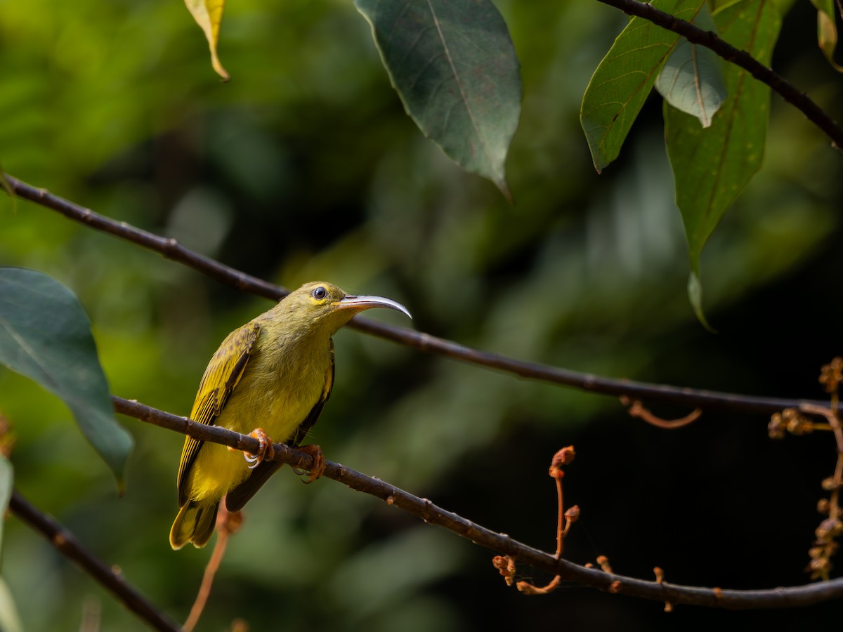 Thick-billed Spiderhunter - ML622027350