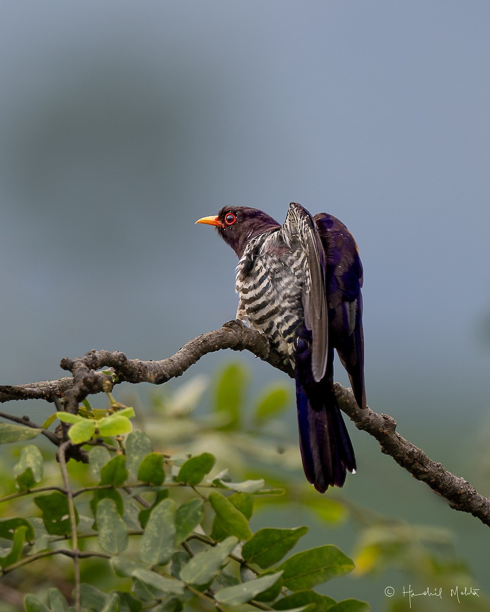 Violet Cuckoo - ML622027354