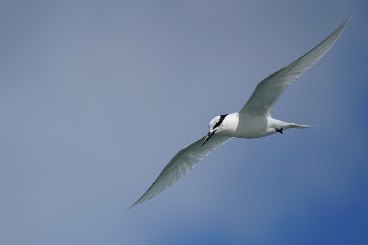 蒼燕鷗 - ML622027379