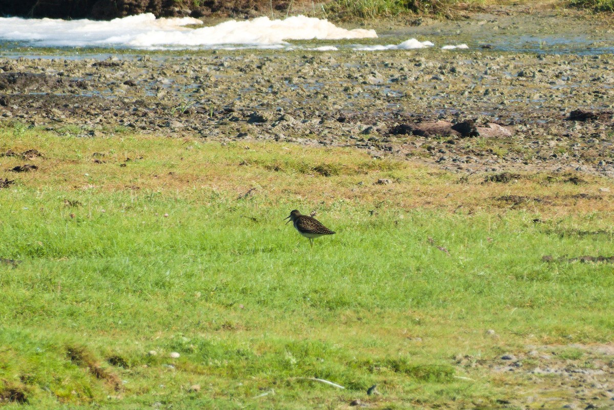 Wood Sandpiper - ML622027387