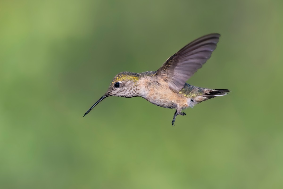 Calliope Hummingbird - ML622027420