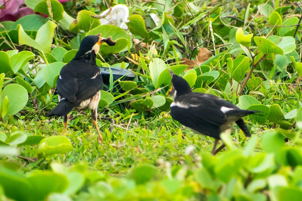Indian Pied Starling - ML622027557