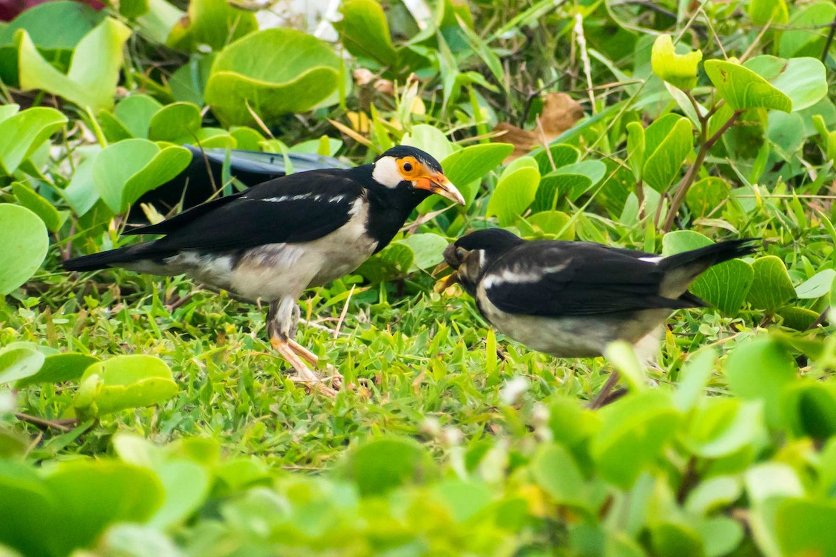 Indian Pied Starling - ML622027559