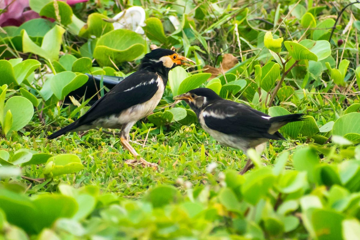 Indian Pied Starling - ML622027560