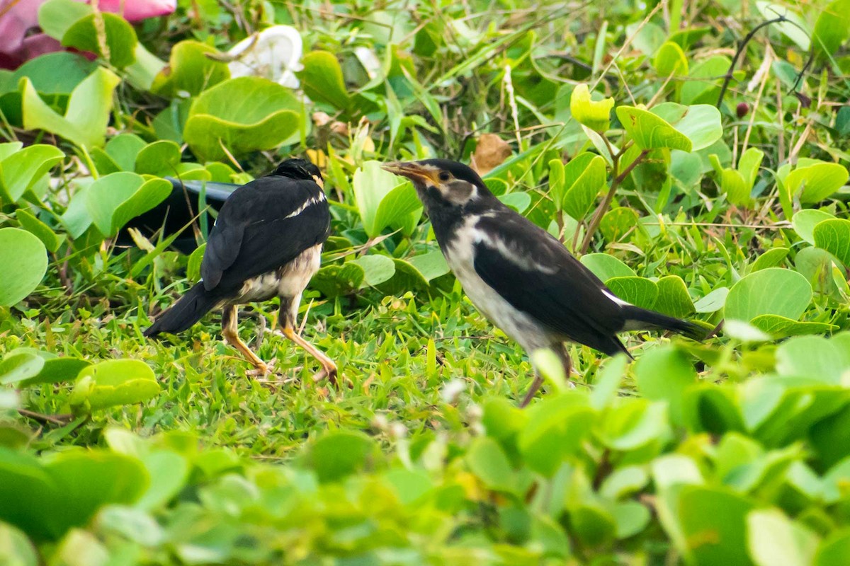Indian Pied Starling - ML622027561