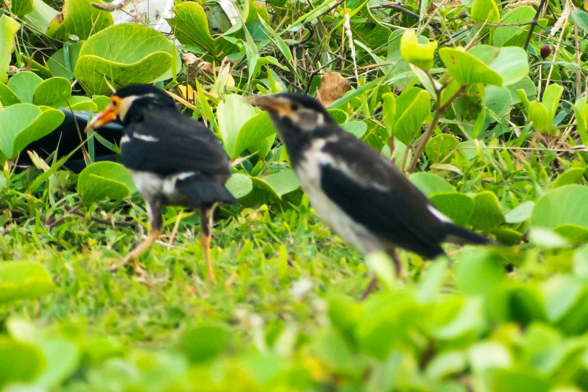 Indian Pied Starling - ML622027563