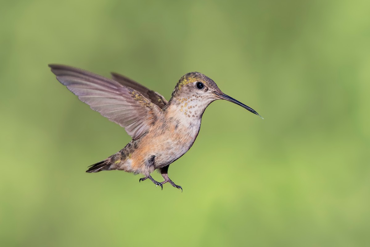 Calliope Hummingbird - ML622027570