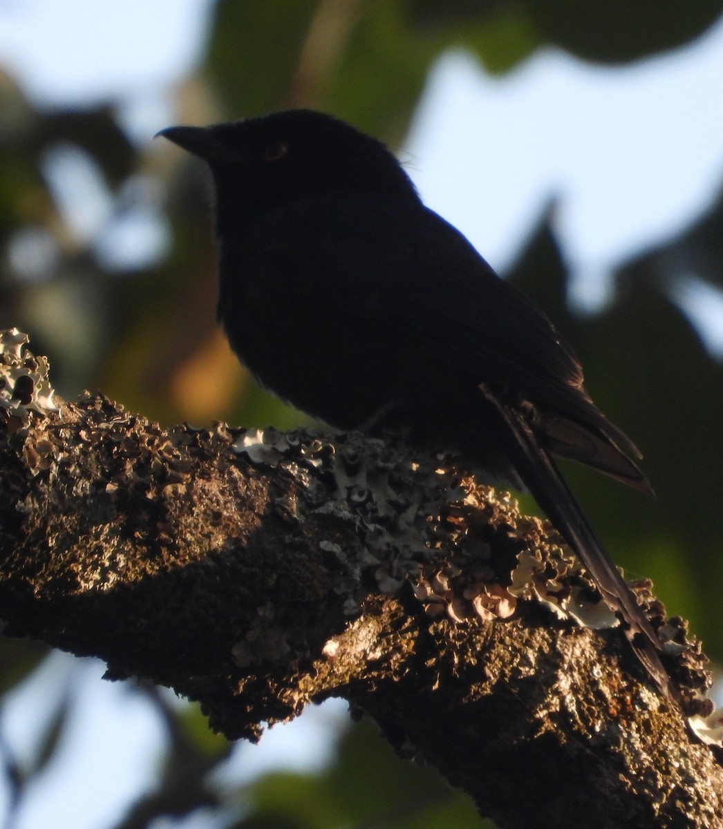 Drongo de Ludwig - ML622027611