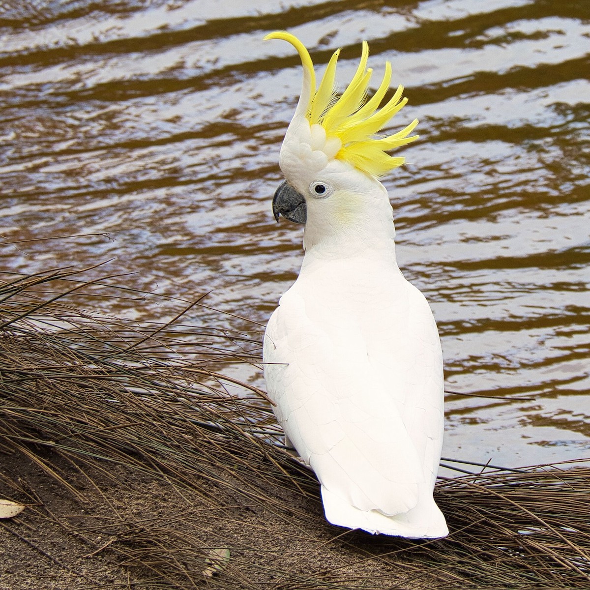 Sulphur-crested Cockatoo - ML622027661