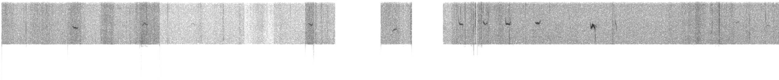 Maluro Aliblanco (leuconotus) - ML622027664